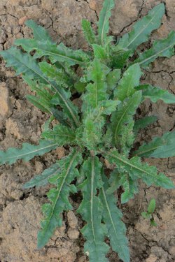 Acker-Kratzdistel (Cirsium arvense) Acker-Kratzdistel (Cirsium arvense)