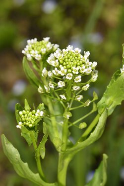 Ackerhellerkraut (Thlaspi arvense)