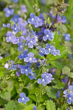 Ehrenpreis-Arten (Veronica species)