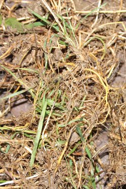 Gewöhnliche Quecke (Elymus repens) Gewöhnliche Quecke (Elymus repens)