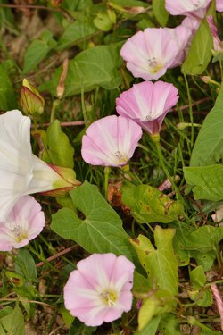Acker-Winde (Convolvulus arvensis) Acker-Winde (Convolvulus arvensis)