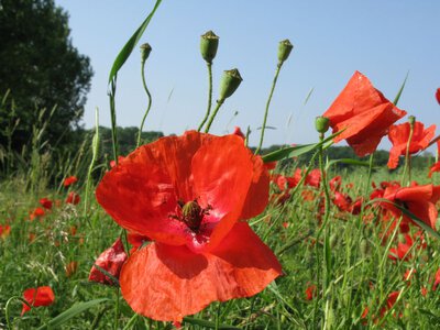 Klatschmohn als Blühaspekt im ersten Jahr
