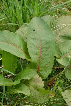 Stumpfblättriger Ampfer (Rumex obtusifolius) Stumpfblättriger Ampfer (Rumex obtusifolius)