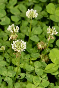 Weißklee (Trifolium repens) Weißklee (Trifolium repens)